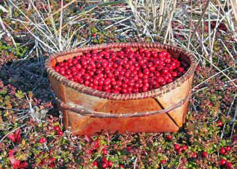 basket of red berries basket of red berries