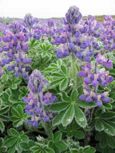 purple flowers purple flowers