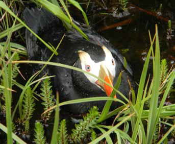 a puffin, a black bird with a white face and yellow beak