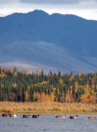  caribou swimming through water in a landscape of forest and mountains