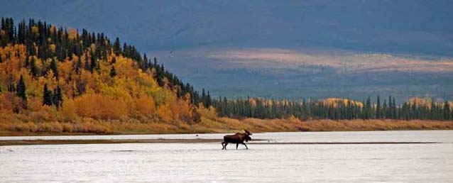moose walking through shallow water moose walking through shallow water