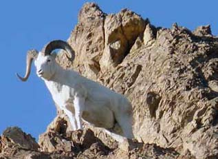 a white sheep standing on a rocky mountain top a white sheep standing on a rocky mountain top