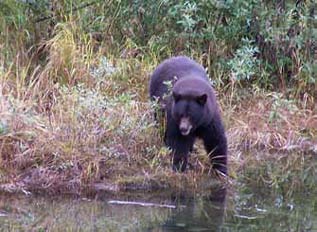 a black bear stepping into a creek a black bear stepping into a creek