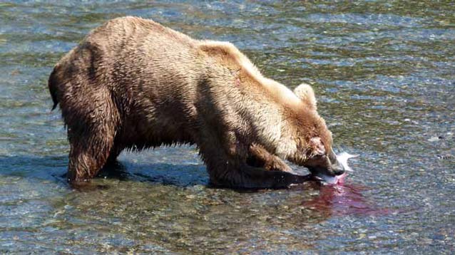 brown bear eating a fish in shallow water