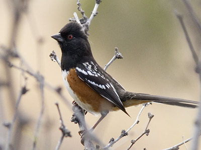 Spotted towhee Spotted towhee