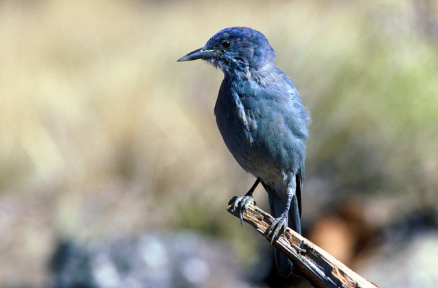 Blue bird perched at the tip of a branch