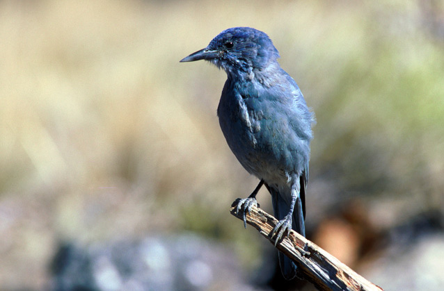 Blue bird perched at the tip of a branch Blue bird perched at the tip of a branch