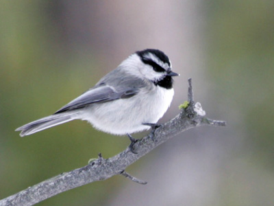 Small bird with a gray back, white breast, black chin, and black and white head perched on a branch