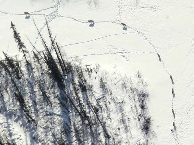 aerial view of wolves traveling through a snowy forest