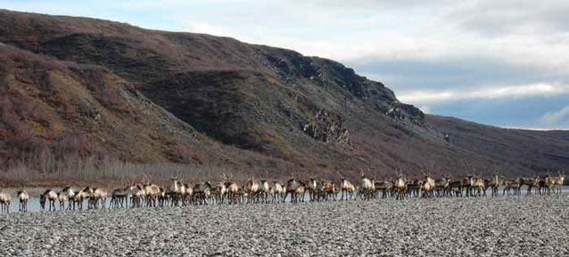 large group of caribou walking along a gravel river bar