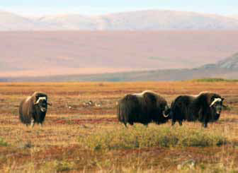 small group of musk oxen on a tree-less landscape