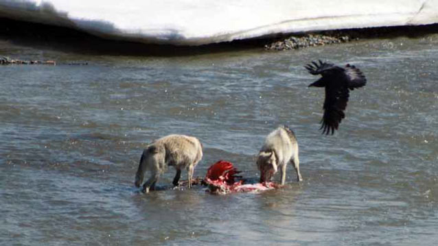 wolves eating a caribou in a shallow river, a raven flying overhead