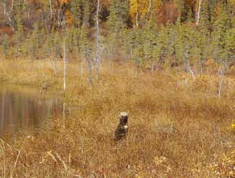wolverine standing on its hind legs in tall brown grass