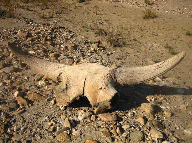 skull with horns