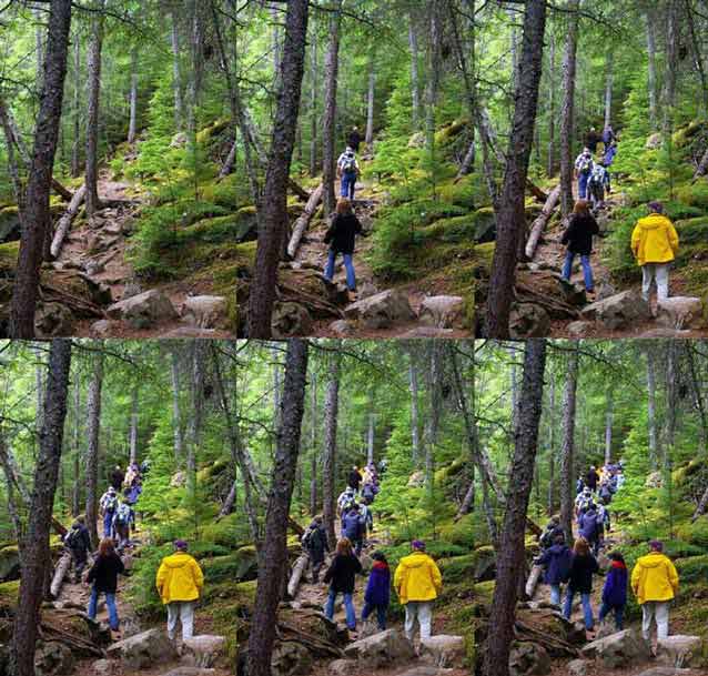 composite of six images each showing a forest with progressively more people 