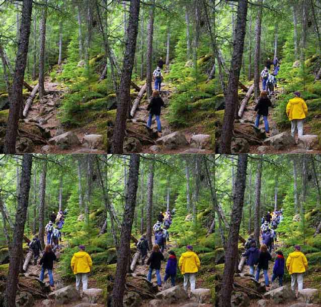 composite of six images each showing a forest with progressively more people composite of six images each showing a forest with progressively more people