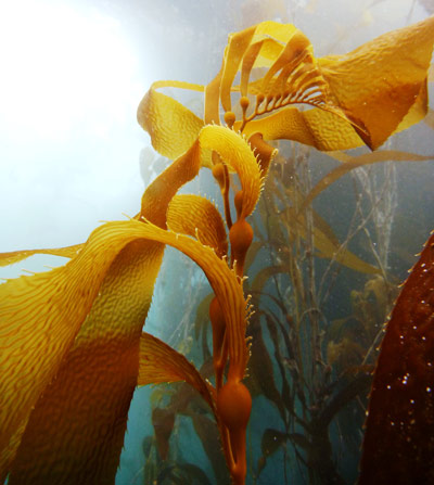 Giant kelp