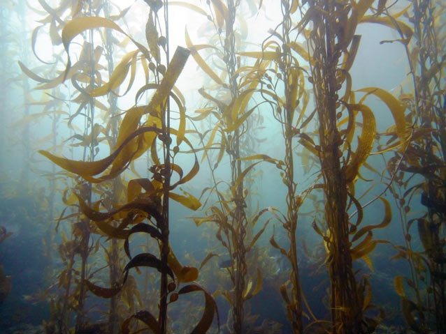 Kelp forest in Channel Islands National Park