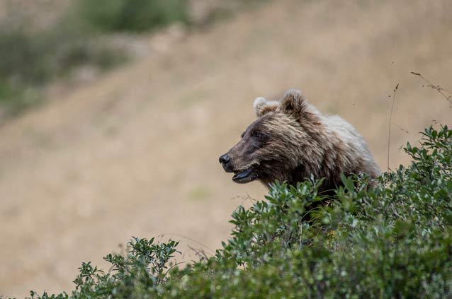 a bear peeking its head out of bushes