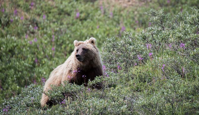 bear in low brush