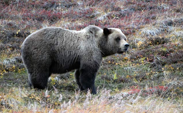 a grizzly bear