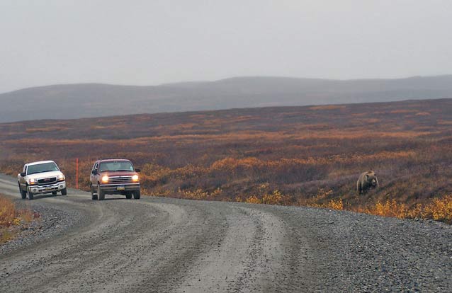 two cars on a dirt road near a grizzly bear