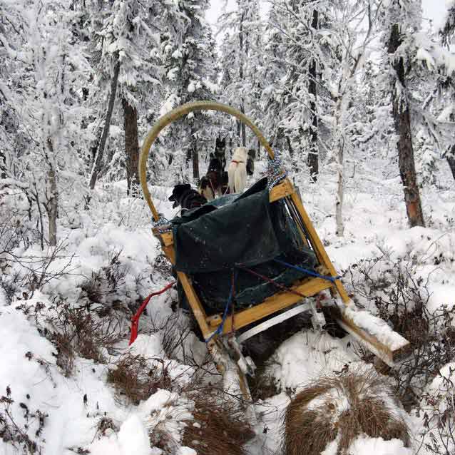 a sled and team of dogs in a forest with thin snow cover