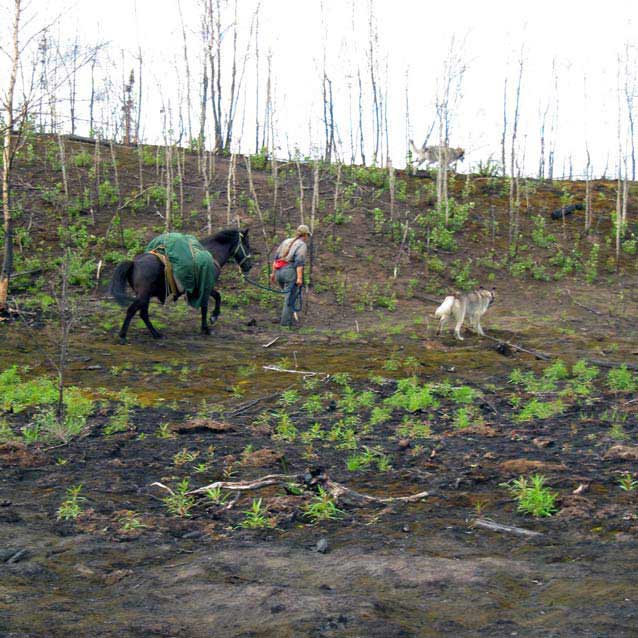 woman leading a horse through a burnt forest