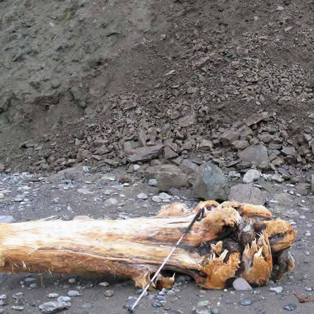 driftwood on a rocky slope