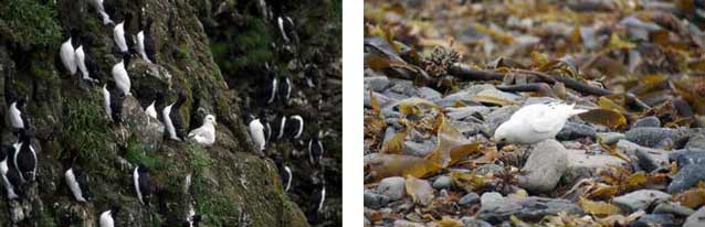 two images of birds on rocky slopes two images of birds on rocky slopes