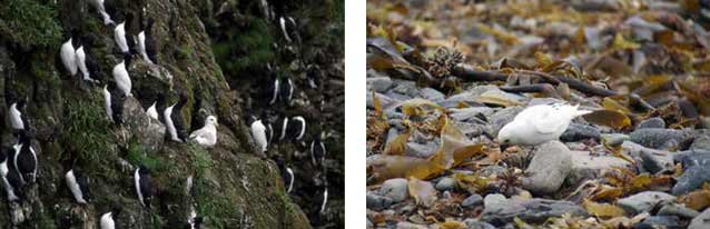 two images of birds on rocky slopes