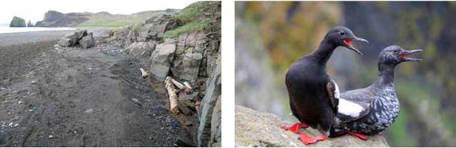 two images of birds on rocky slopes