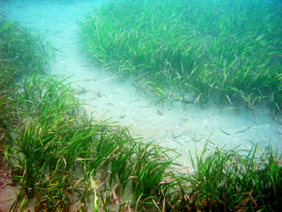 Eelgrass bed at Scorpion Anchorage, Santa Cruz Island, Channel Islands National Park Eelgrass bed at Scorpion Anchorage, Santa Cruz Island, Channel Islands National Park