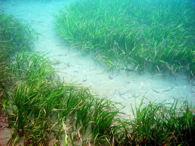 Eelgrass bed at Scorpion Anchorage, Santa Cruz Island, Channel Islands National Park