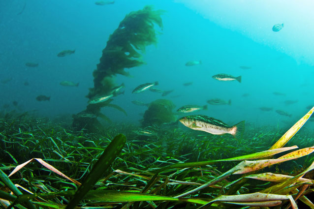 Kelp bass in eelgrass habitat at Scorpion Anchorage, Santa Cruz Island.