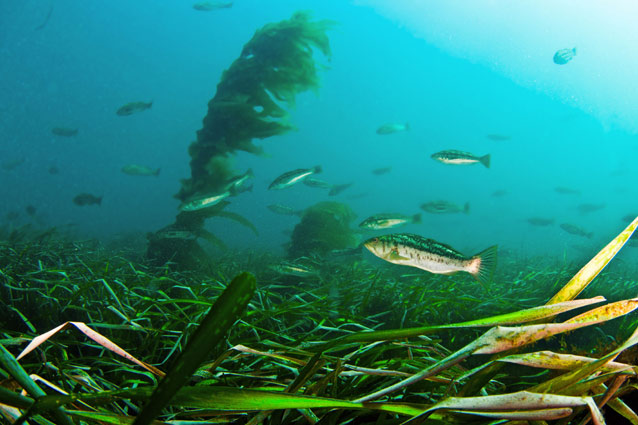 Kelp bass in eelgrass habitat at Scorpion Anchorage, Santa Cruz Island. Kelp bass in eelgrass habitat at Scorpion Anchorage, Santa Cruz Island.
