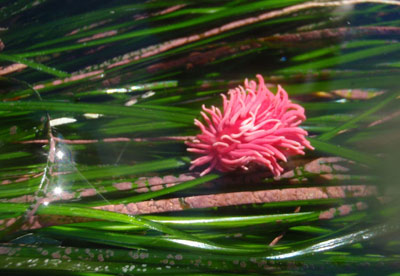 Hopkins rose sea slug and algae in surfgrass habitat at low tide in Channel Islands National Park