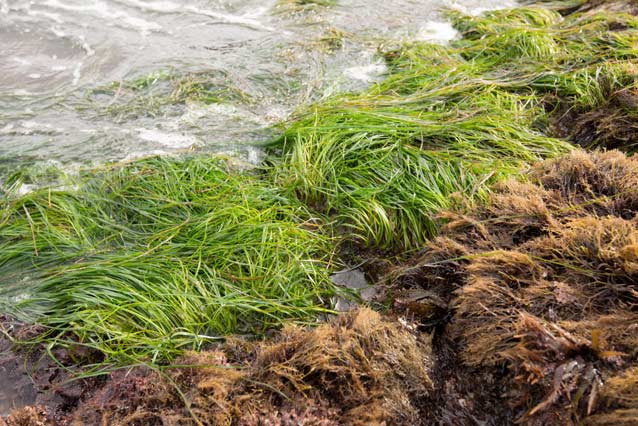 Surfgrass bed exposed during a low tide at Channel Islands National Park