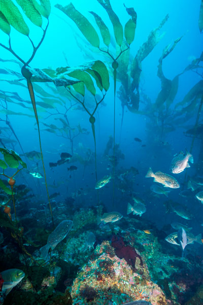 Elk kelp Elk kelp