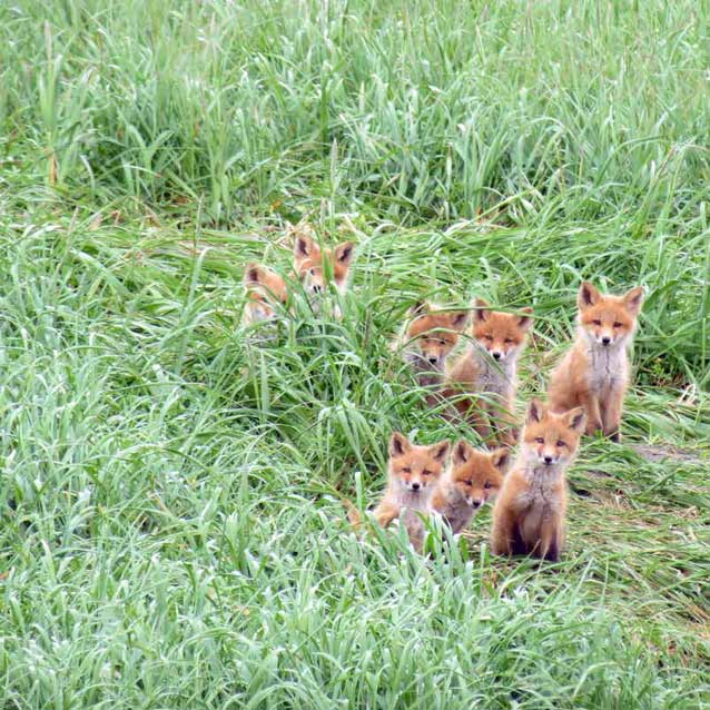 eight red foxes in tall grass eight red foxes in tall grass