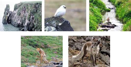 five images of birds and wild landscapes five images of birds and wild landscapes