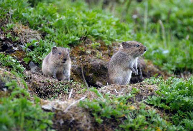 two voles, one standing on its rear legs two voles, one standing on its rear legs