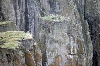 steep cliffs with birds nested on them steep cliffs with birds nested on them