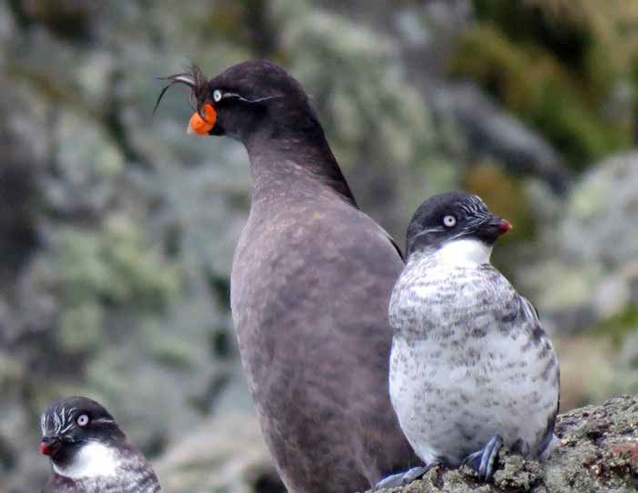 three gray penguin-like birds three gray penguin-like birds