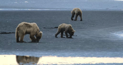 a bear and two cubs digging in a beach