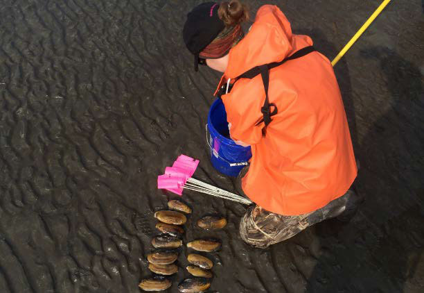 woman kneeling on a beach next to a dozen clams woman kneeling on a beach next to a dozen clams