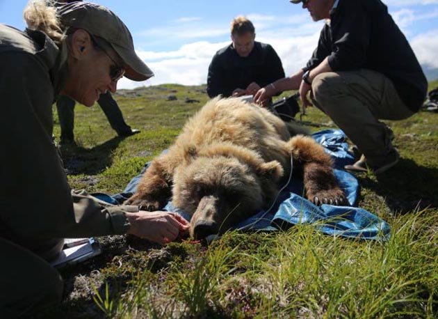 three people kneel near an unconscious grizzly bear