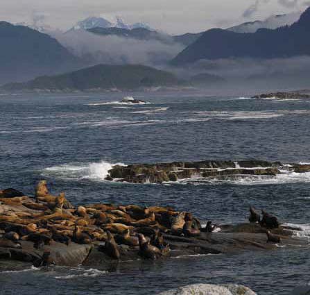 Steller sea lion rookery at Graves Rocks. 