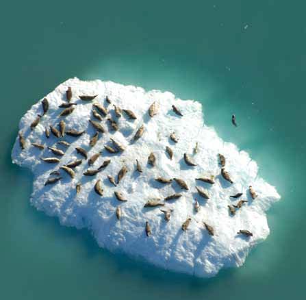 aerial photo of harbor seals hauled out on ice