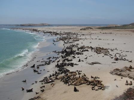 different seal and sea lion species on the beac